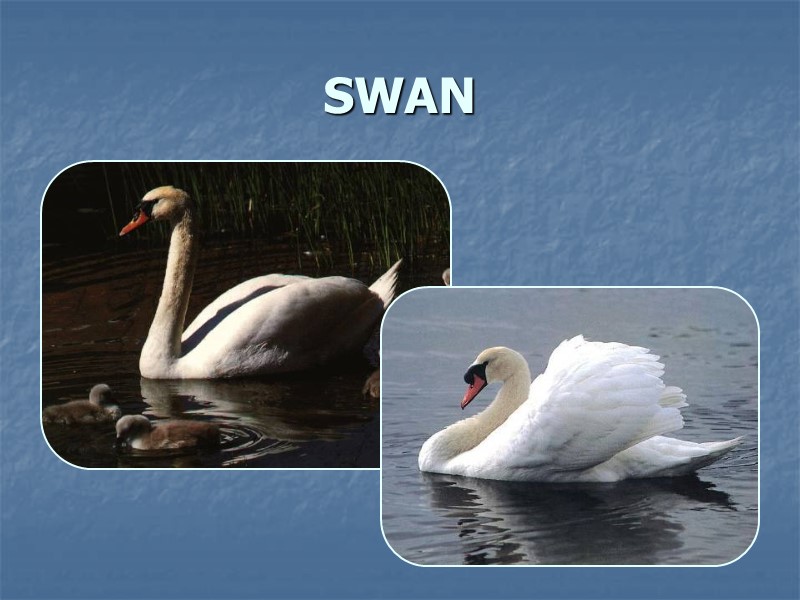 SWAN